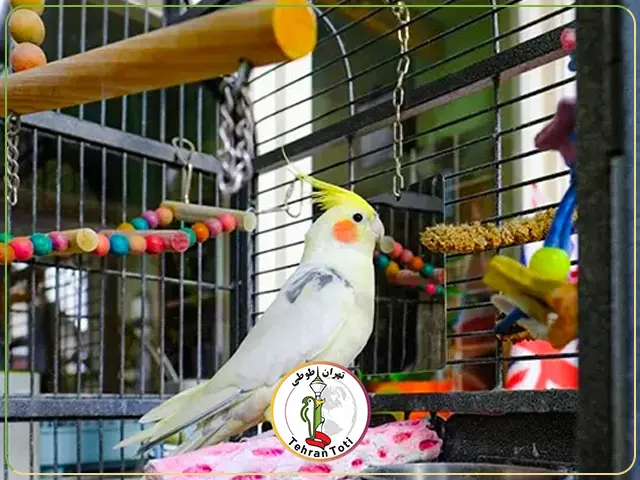 خرید قفس عروس هلندی