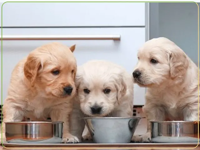 تفاوت کلیدی غذای خشک سگ ایرانی و خارجی