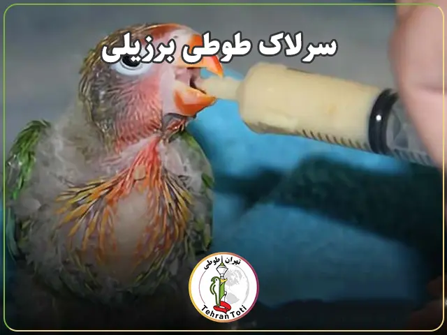 نحوه خوراندن سرلاک به طوطی برزیلی