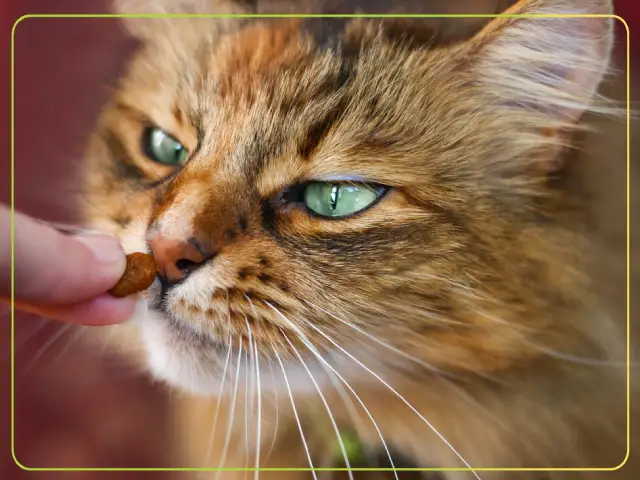 غذای مناسب گربه بد غذا