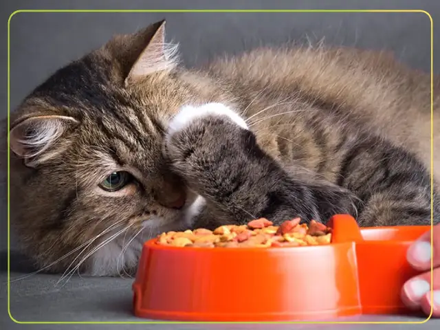 غذای خشک گربه بد غذا