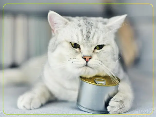 طریقه مصرف کنسرو گربه