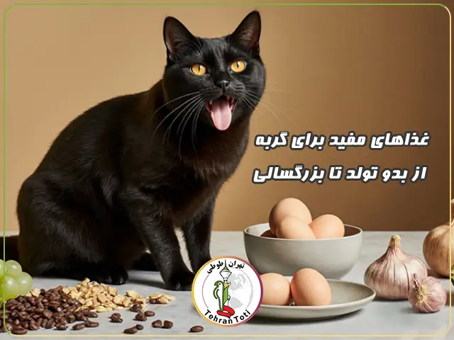 راهنمای جامع رژیم غذایی بچه گربه تا گربه بالغ