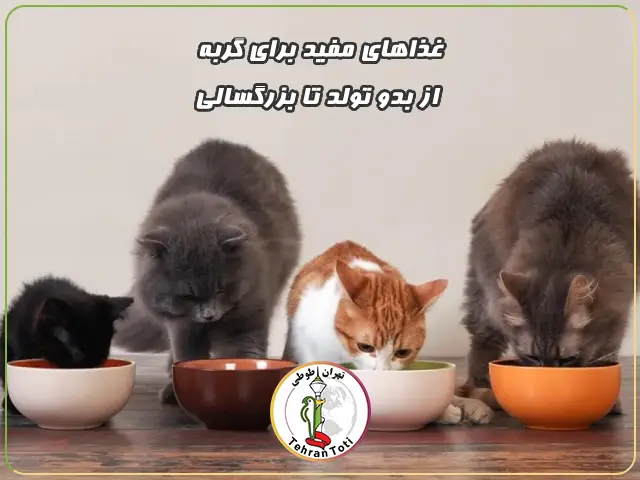 غذای مخصوص بچه گربه تا گربه بالغ