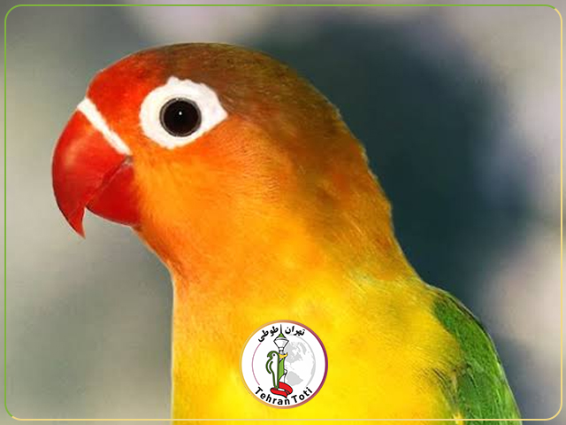 علائم سرما خوردگی طوطی برزیلی