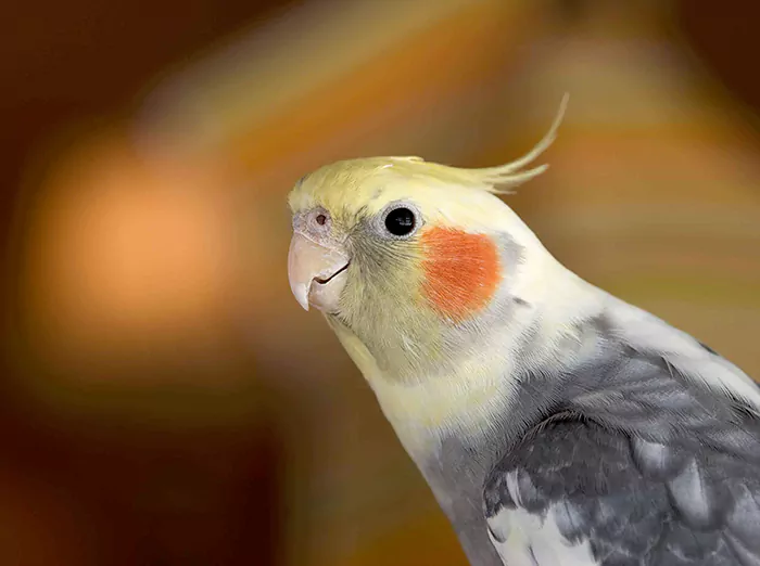 عروس هلندی
