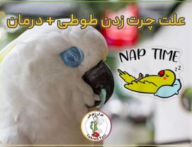 علت چرت زدن طوطی‌ درمان طوطی برزیلی، کاسکو، ملنگو و عروس هلندی