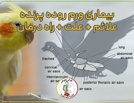 Abdominal-disease-in-birds درمان ورم روده عروس هلندی جوجه سرلاکی و علائم رفتن سرلاک در ریه عروس هلندی