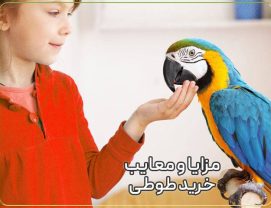 مزایا و معایب خرید طوطی