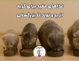 غذای مخصوص بچه گربه تا گربه بالغ