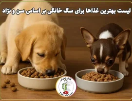 انواع غذا مخصوص سگ‌های خانگی