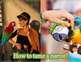 چگونه طوطی را دستی کنیم