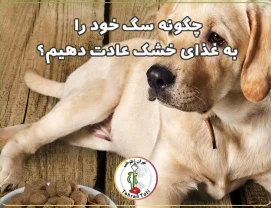 نحوه عادت دادن غذای خشک به سگ