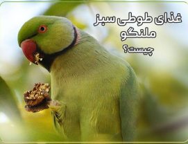 غذای طوطی سبز ملنگو چیست؟