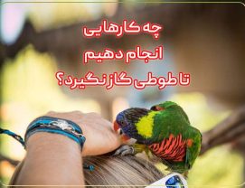 چه کار کنیم که طوطی برزیلی گاز نگیرد