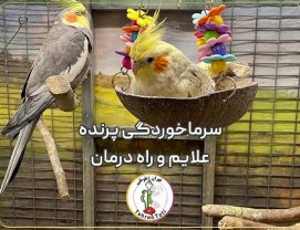 درمان سرماخوردگی طوطی برزیلی و عروس هلندی و