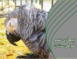بیماری سر پرندگان