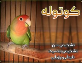 Rosy-faced-lovebird-age-gender تشخیص سن و جنسیت طوطی برزیلی یا همان کوتوله