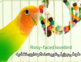 Rosy-faced-lovebird-parrot-training-maintenance-nutrition طوطی برزیلی تربیت، نگهداری، تغذیه