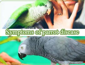 علائم بیماری طوطی سانان