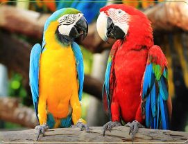 Types-of-parrots انواع طوطی با عکس و قیمت انواع طوطی