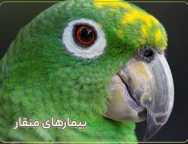 What-causes-parrot-beak-turn-black علت سیاه شدن منقار طوطی برزیلی سبز رنگ چیست؟