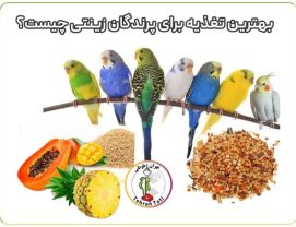 What-is-the-best-food-for-ornamental-birds بهترین تغذیه پرندگان زینتی چیست؟