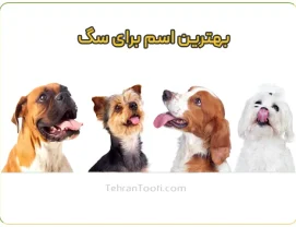 بهترین اسم برای سگ براساس نژاد و جثه