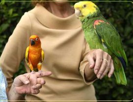 best-parrots-keep-apartment بهترین طوطی برای نگهداری در آپارتمان