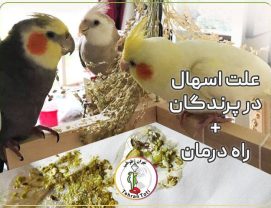 عکس اسهال عروس هلندی و آموزش درمان اسهال در عروس هلندی