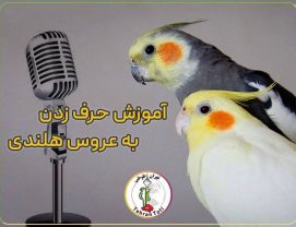 آموزش حرف زدن به عروس هلندی