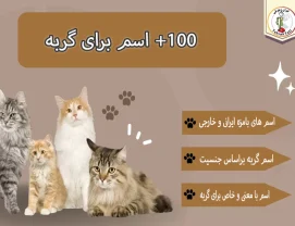 لیست بهترین اسم برای گربه 100+ اسم برای گربه ها