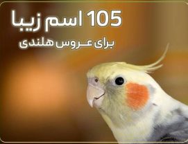 cockatiel-Names-iranian اسم برای عروس هلندی نر و ماده ایرانی و خارجی جدید 1401
