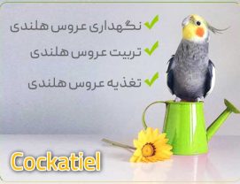 cockatiels-training آموزش عروس هلندی تربیت، نگهداری، تغذیه