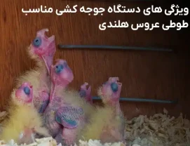 ویژگی های یک دستگاه جوجه کشی برای طوطی عروس هلندی