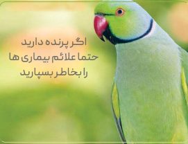 بیماری های رایج طوطی