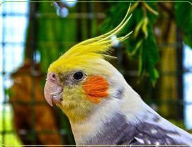 diagnosis-age-cockatiel تشخیص سن و جنسیت عروس هلندی