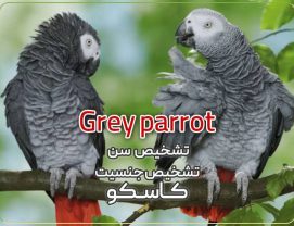 تشخیص سن و جنسیت کاسکو نر و ماده