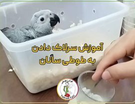 feeding-Parrot-Cerelac فیلم آموزش سرلاک دادن به عروس هلندی و جوجه طوطی سانان با سرنگ