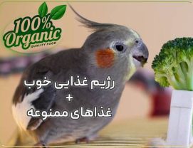 good-diet-for-cockatiel رژیم غذایی خوب برای عروس هلندی، برنامه غذایی عروس هلندی از شنبه تا جمعه