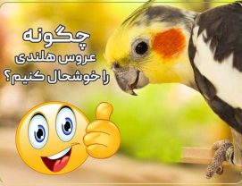 how-make-cockatiel-happy چگونه عروس هلندی را خوشحال کنیم