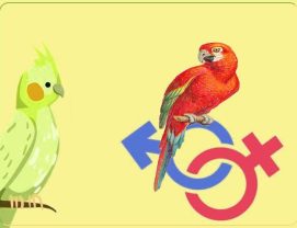 identify-sex-age-parrot آموزش تشخیص جنسیت و سن انواع طوطی سانان