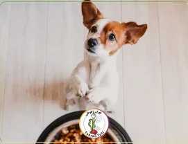 تفاوت کلیدی غذای خشک سگ ایرانی و خارجی