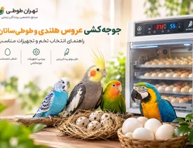 نکات مهم انتخاب تخم و تجهیزات مناسب جوجه کشی عروس هلندی و طوطی‌سانان