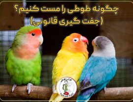 parrot-Bird-mating آموزش مست کردن و جفتگیری پرنده هایی مانند: عروس هلندی و طوطی برزیلی کاسکو