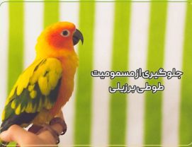 جلوگیری از مسمومیت طوطی برزیلی کوتوله