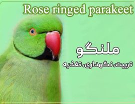 rose-ringed-parakeet طوطی ملنگو (تربیت - نگهداری - تغذیه)