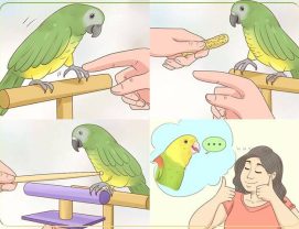 train-parrots تربیت طوطی چگونه است