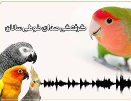 علت گرفتگی صدای طوطی چیست؟