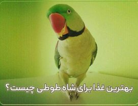 what-is-alexandrine-parrot-food غذای اصلی شاه طوطی چیست؟